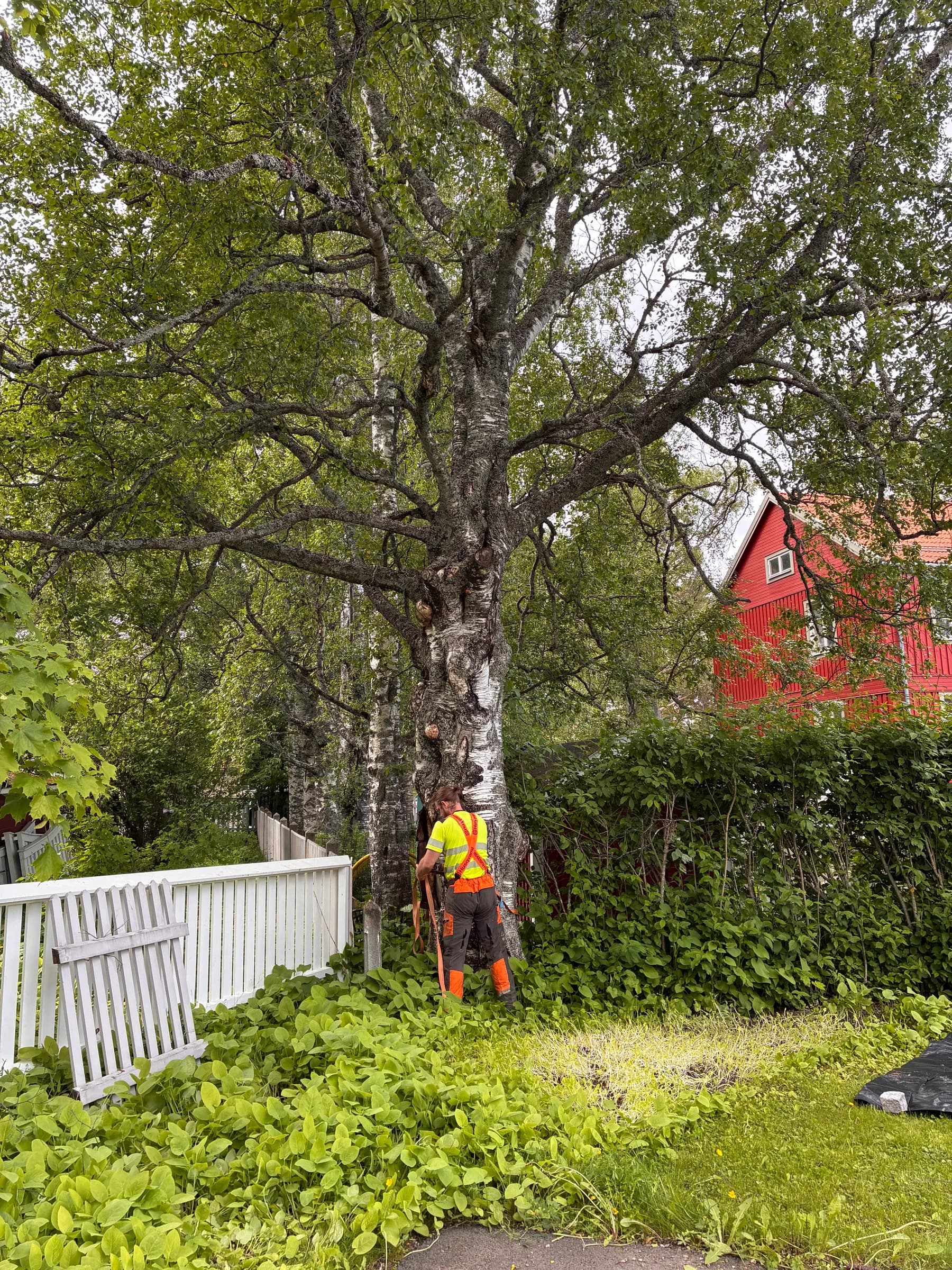 Fällning av stor björk nära staket